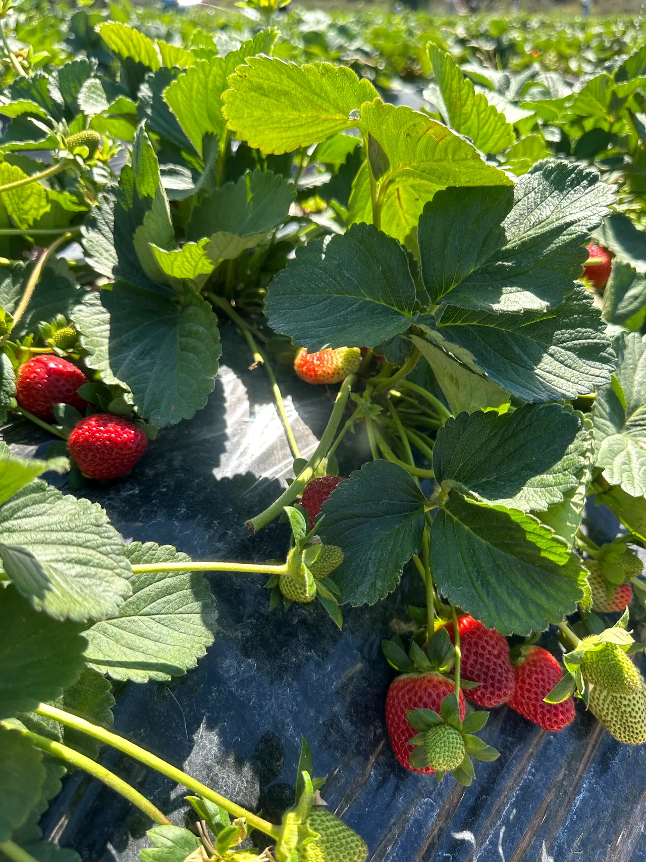 Chambers Flat Strawberry Farmの畑で実った赤いいちご