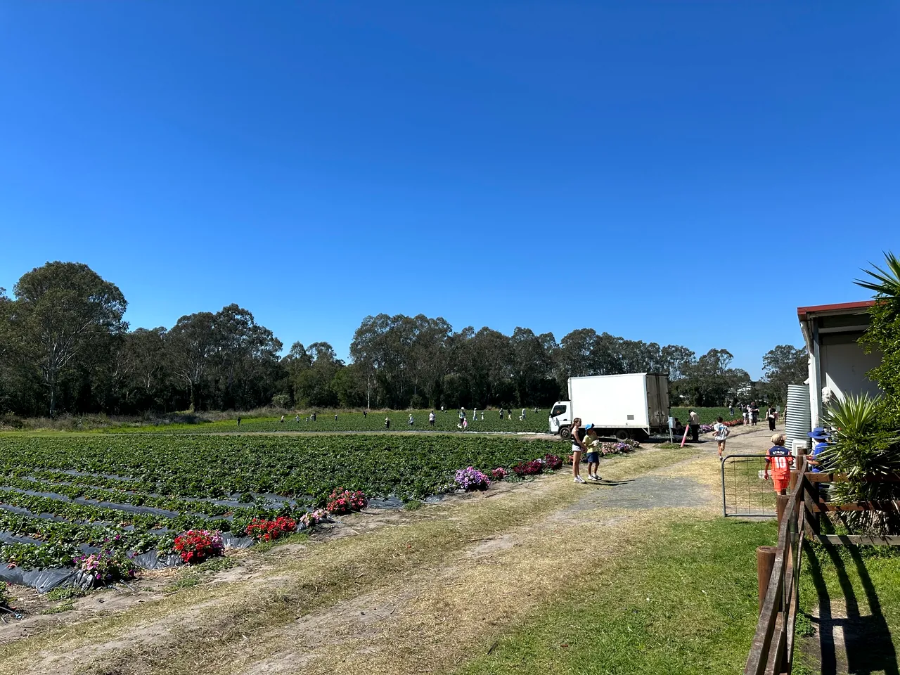 Chambers Flat Strawberry Farmの広いいちご畑